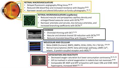 Evidence of vascular involvement in myopia: a review